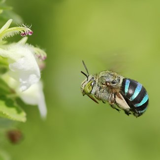Do Native Australian Bees Sting? A Comprehensive Guide to Understanding Our Buzzing Neighbors