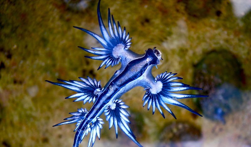 blue dragon nudibranch