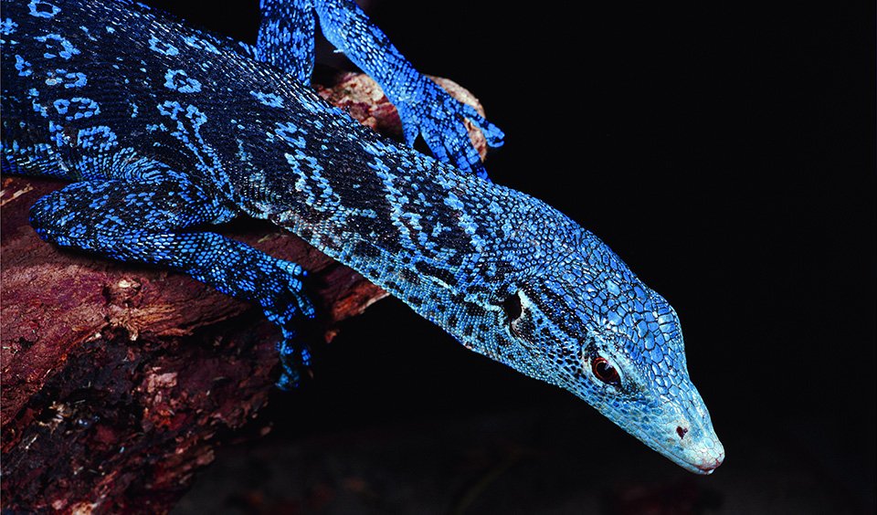 blue-spotted-tree-monitor.jpg