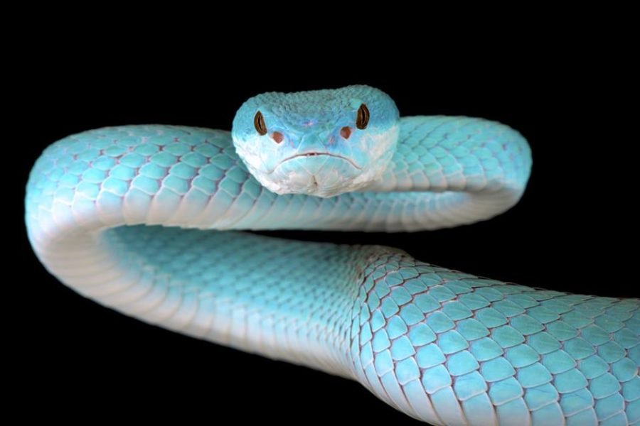 Frente Azul Víbora Cobra Closeup Víbora Cobra Azul Insularis