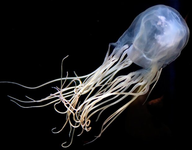 jellyfish for sale sydney