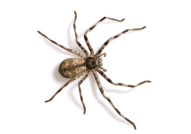 Common Australian Spiders - How Dangerous are they?