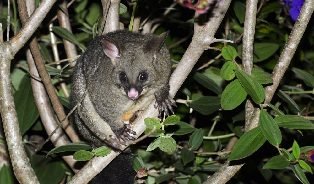 The native animals you'll find in an Aussie backyard - Australian Geographic