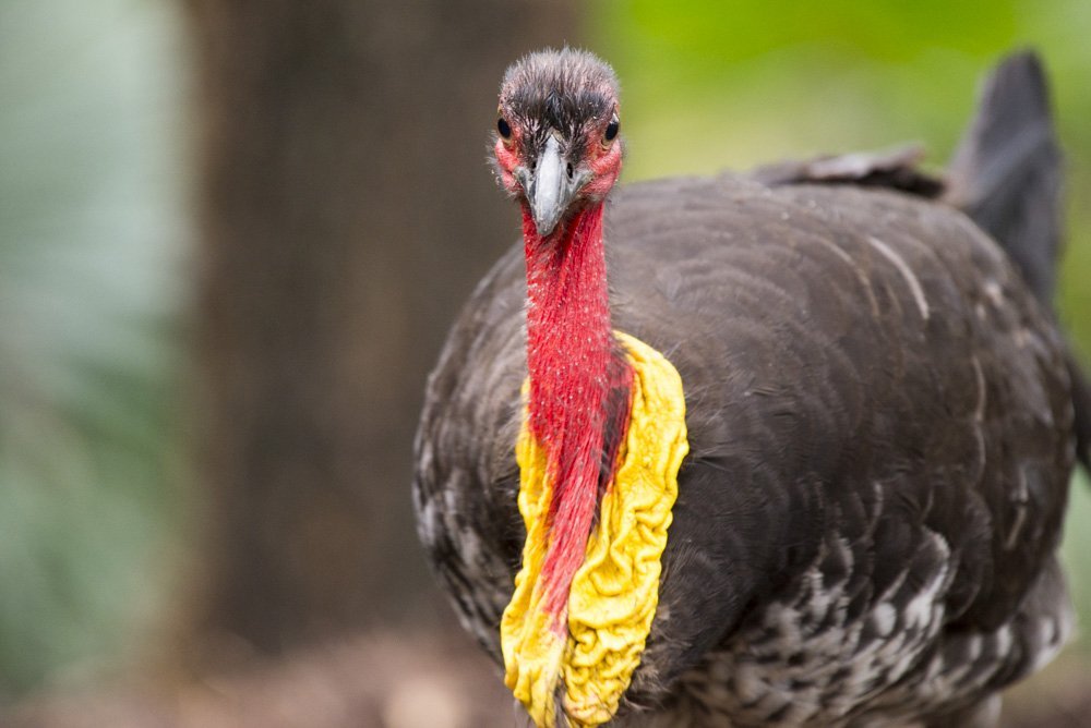 The march of turkey - Australian Geographic