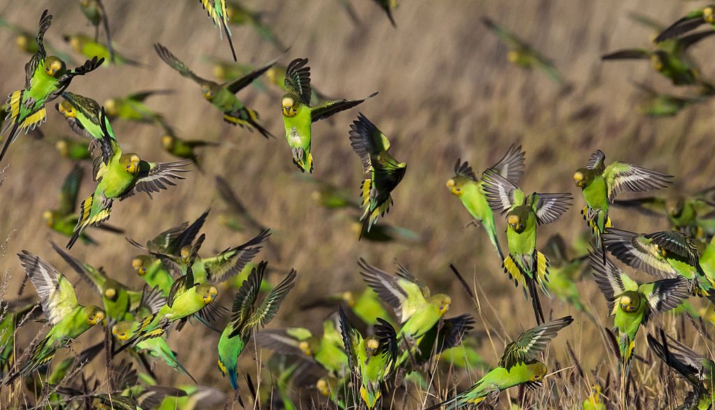 Pattes recourbées Budgies-Melopsittacus_undulatus_flock