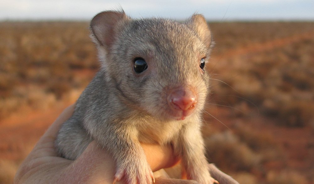 The adorable marsupial surviving against all odds - Australian Geographic