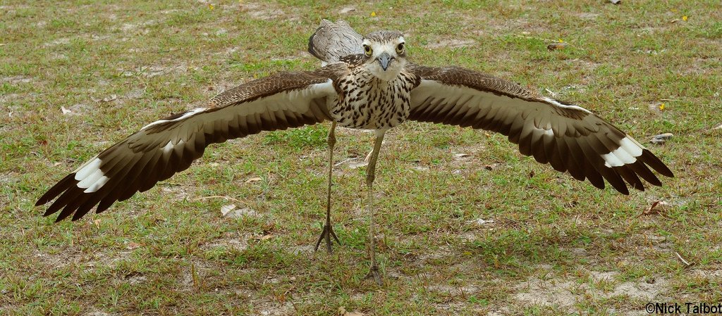 Screaming woman? Nope, it's a bird - Geographic