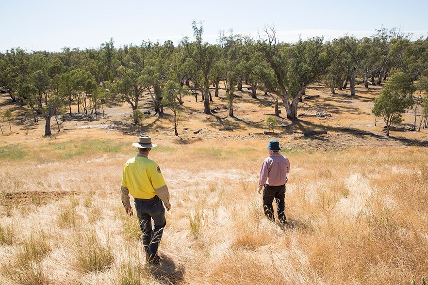 The largest stand of river red gums in the world Australian Geographic