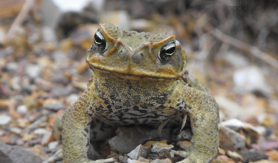 How Aussie Scientists Used Cane Toads To Confirm Pregnancies Australian Geographic