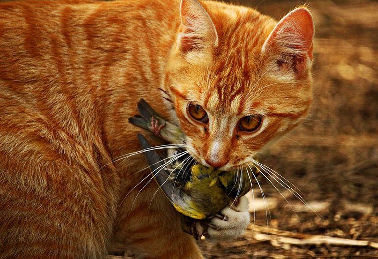 A ginger cat eating a bird