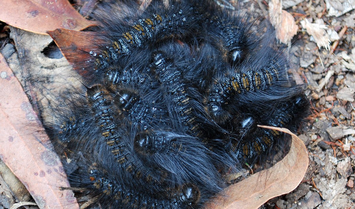 Australian Caterpillar Identification Chart