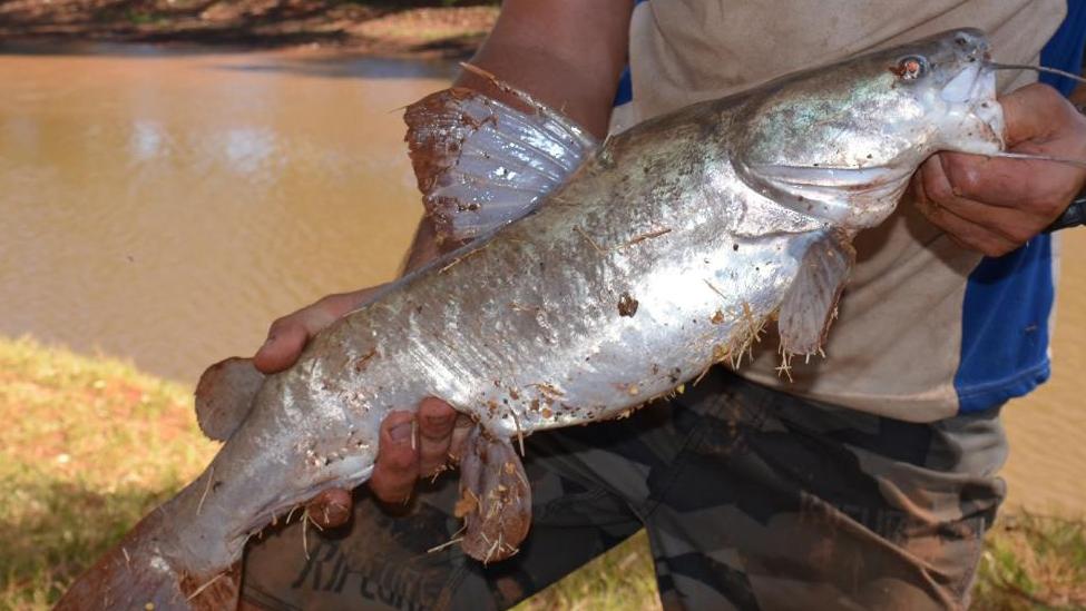 Scientists have found catfish eating mice Australian Geographic