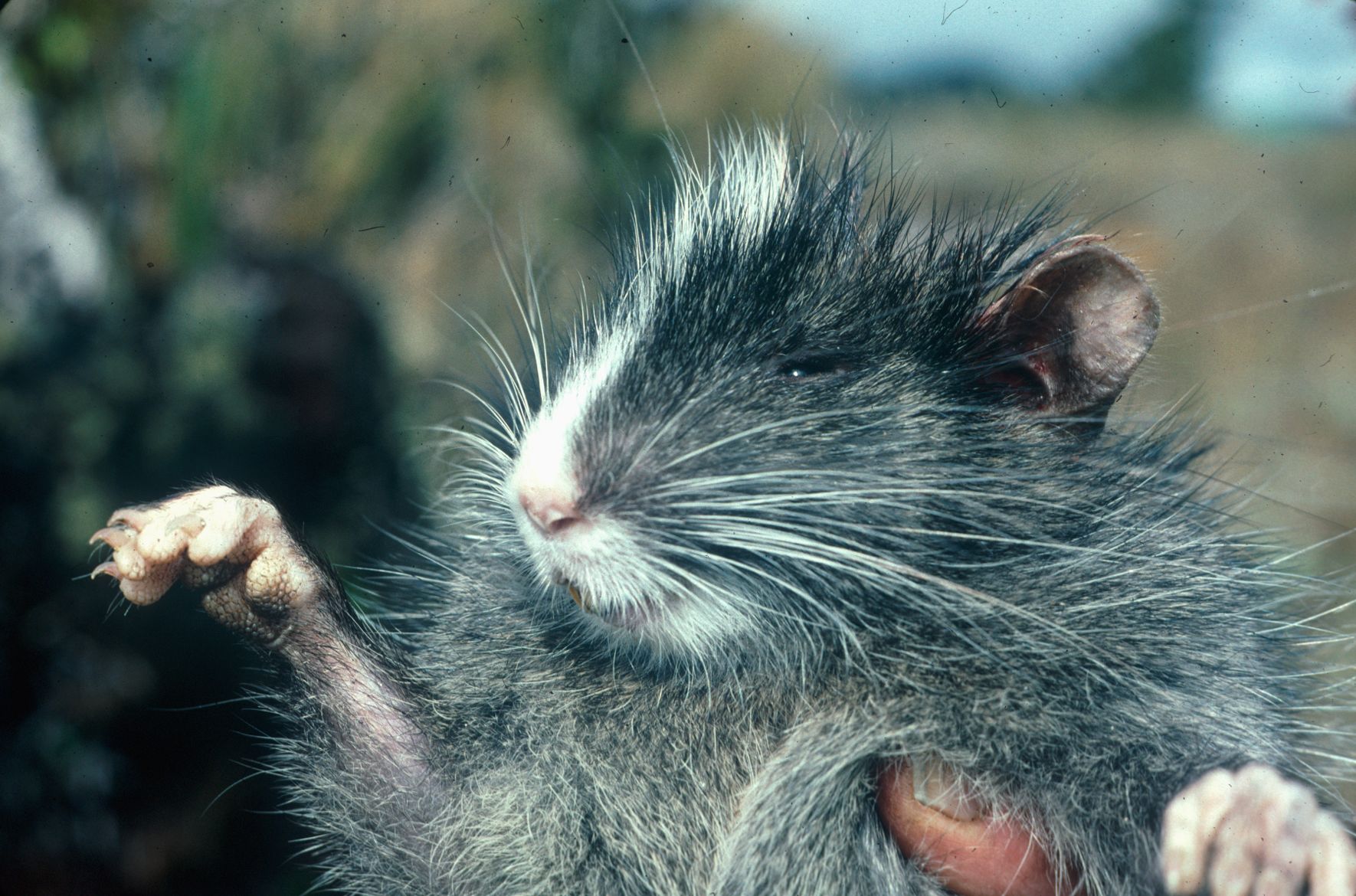 national geographic chinchilla food