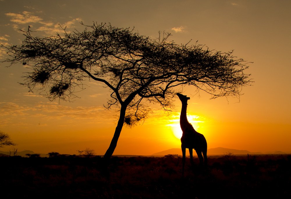 sunrise in safari