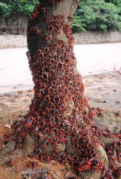 Gallery: Christmas Island red crab migration - Australian Geographic