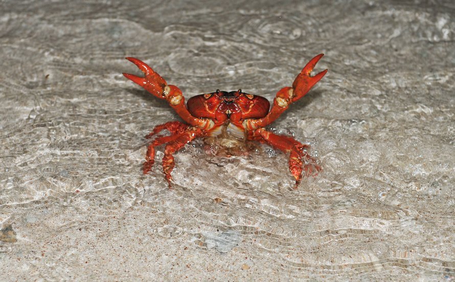 Gallery: Christmas Island red crab migration - Australian Geographic