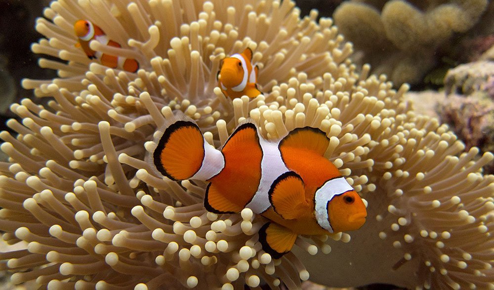 Saving Nemo How Climate Change Threatens Anemonefish And Their Homes Australian Geographic