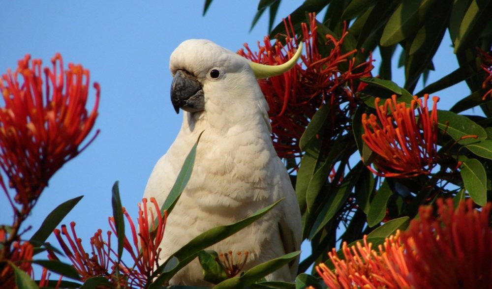 Why falcons and parrots share hooked beaks Australian Geographic