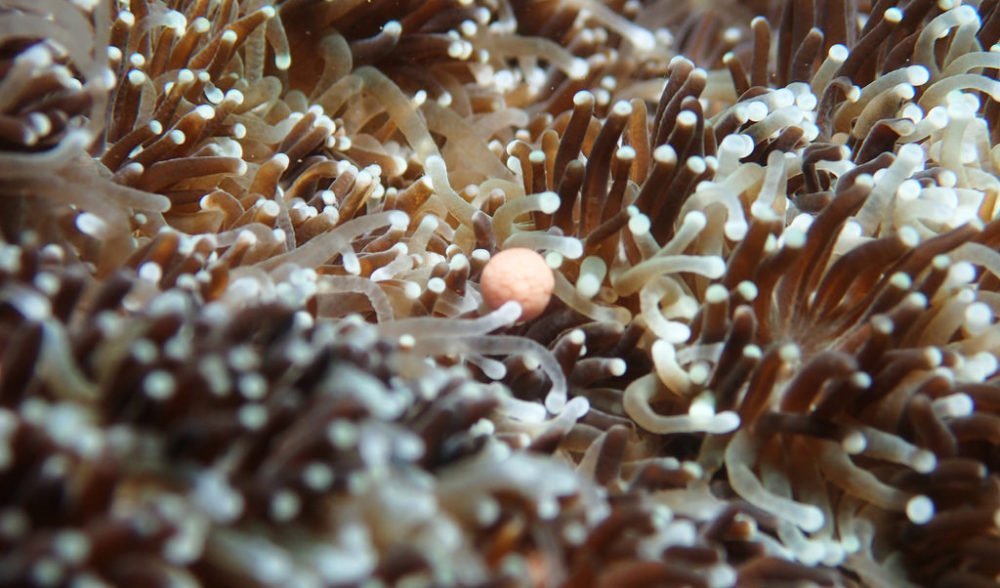 Coral spawning a rare natural wonder Australian Geographic