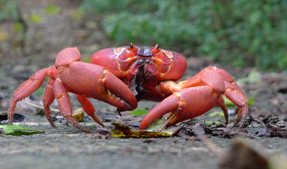 Christmas & Cocos Islands March of the crabs Australian Geographic