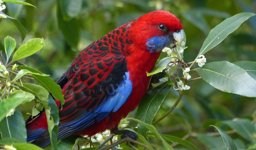 Birds can sniff out their own species - Australian Geographic