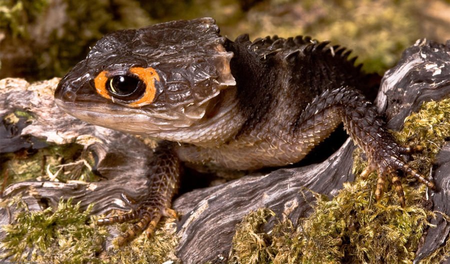 The Strange, Grisly World of Crocodile Hunting in Australia