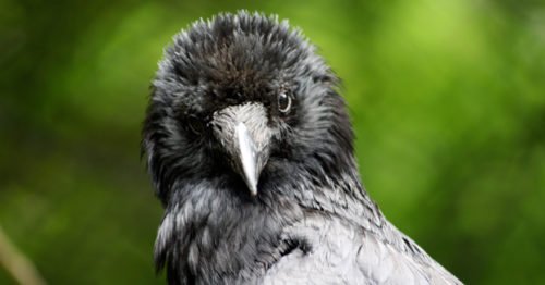 Intelligent crows can recognise human voices - Australian Geographic