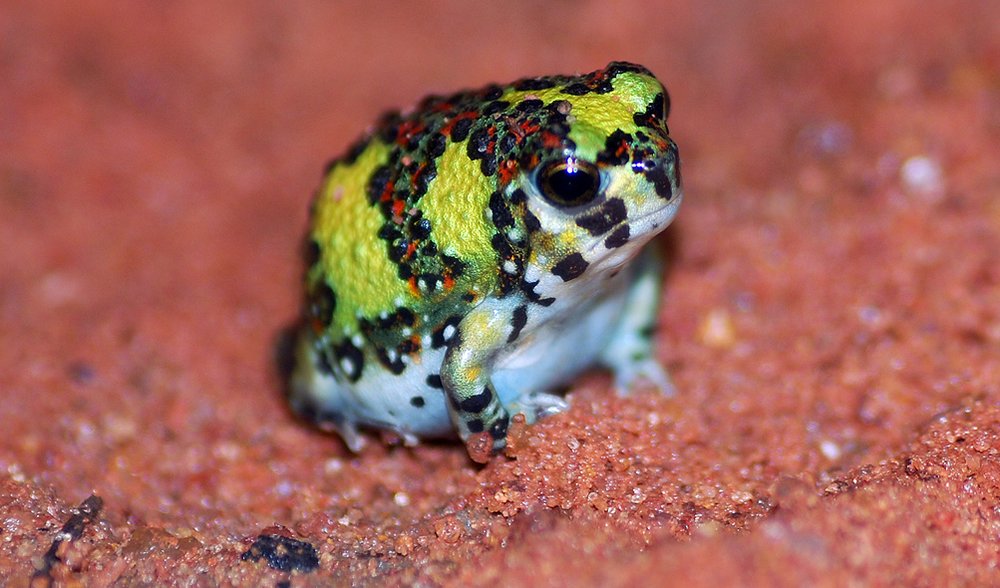 Crucifix frog has nothing to frown about - Australian Geographic