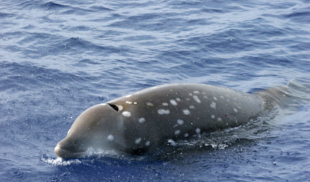Cuvier's beaked whale the deepest diving animal - Australian Geographic