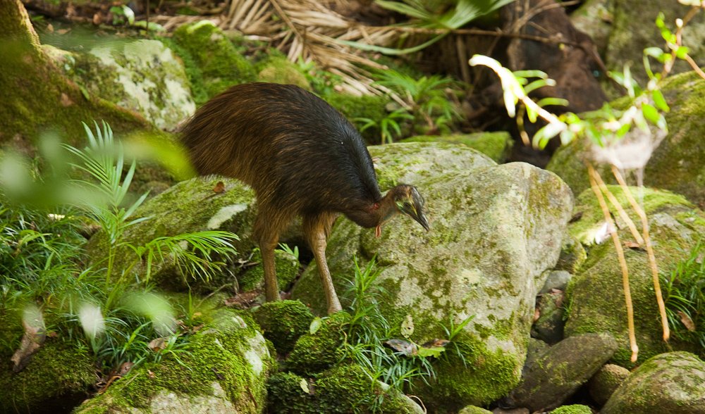 daintree rainforest tourism impacts