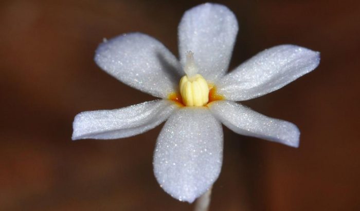 Idiot Fruit tree flower Daintree Queensland