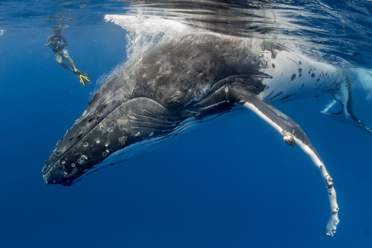 Swim with the humpback whales of Tonga Australian Geographic