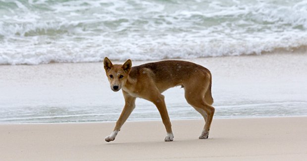 mus pakke Acquiesce What makes an animal native? - Australian Geographic