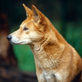 Dingo 'humanely destroyed' after attacks on two children in