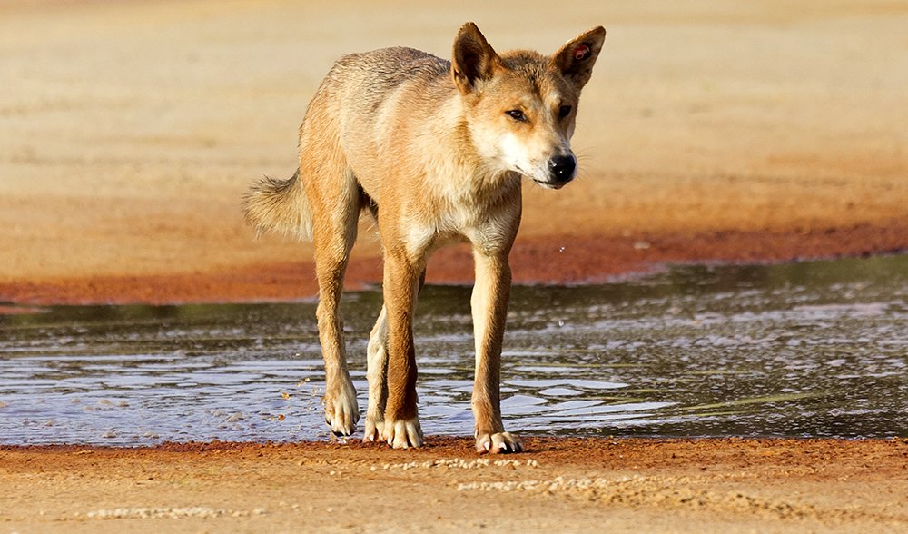 klodset Danser koks Dingo culls cause more harm than good - Australian Geographic