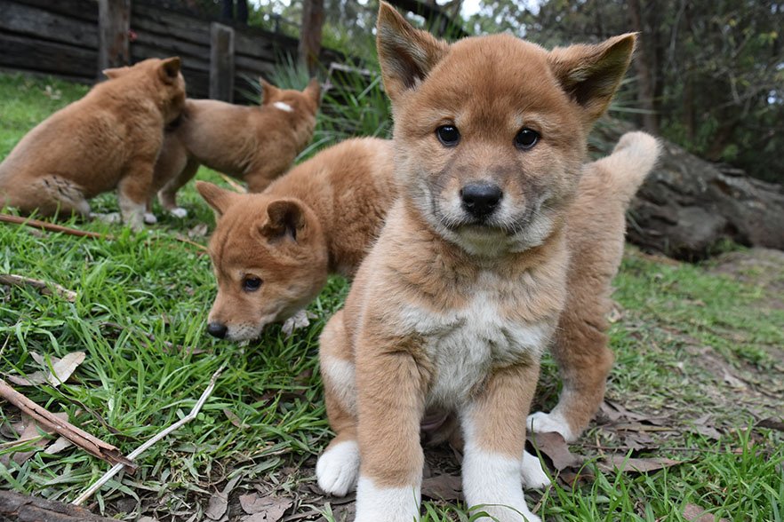 dingo-puppies-Australian-Reptile-Park_resized.jpg