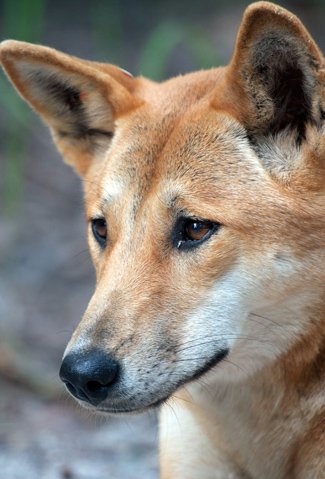 Genetically pure dingoes face extinction - Australian Geographic