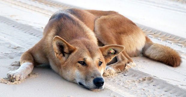 Dingoes skilled at gestures Australian Geographic