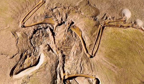 theropods feathers