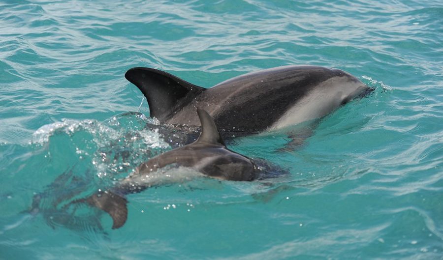 https://www.australiangeographic.com.au/wp-content/uploads/2018/06/dolphins-900x529.jpg