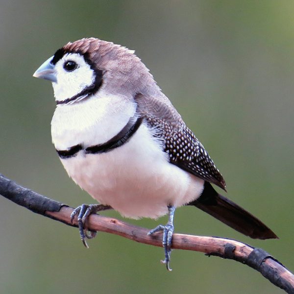 GALLERY the richlycoloured finches of Queensland Australian Geographic