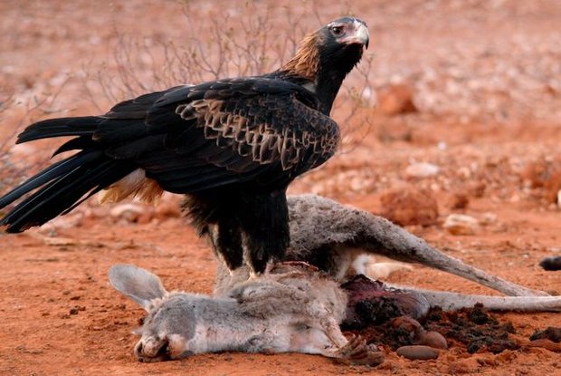 Flight wedge-tailed eagle - Australian Geographic