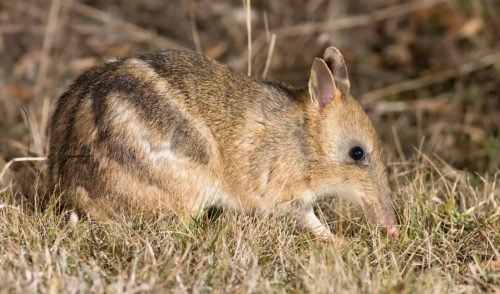 VIDEO: baby eastern barred bandicoots found in pouch - Australian Geographic