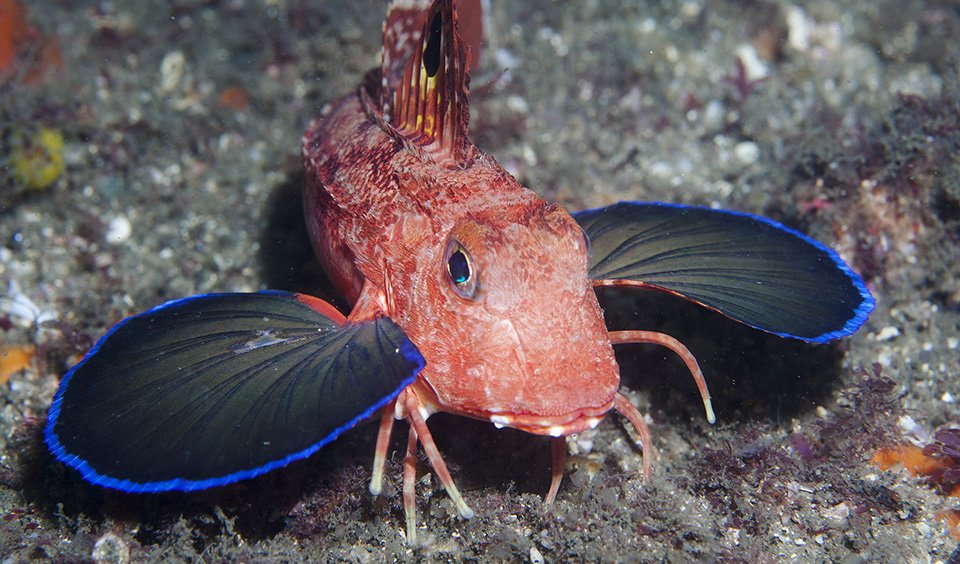 Eastern spiny gurnard a noisy - Australian Geographic