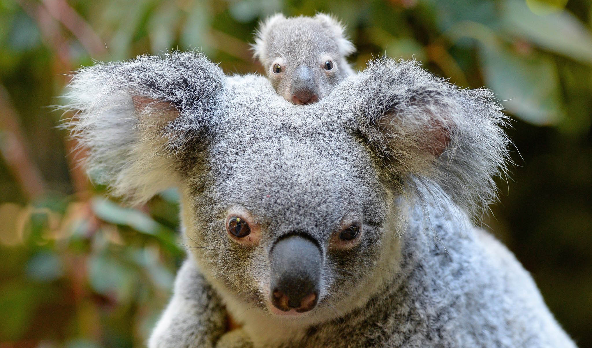 A Big Milestone for a Baby Koala at the Columbus Zoo