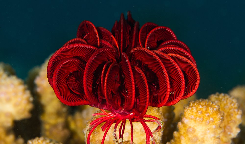 Starfish eyes are good enough to show them the way home