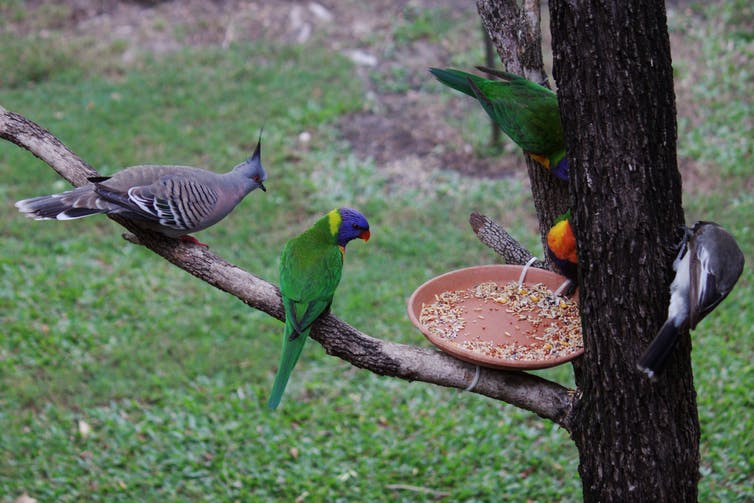 Parrot deals food australia