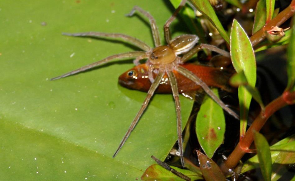 fishing spider eating a fish