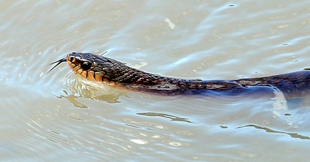 Wildlife hit hard by Queensland floods - Australian Geographic Wildlife hit hard by Queensland floods - Australian Geographic