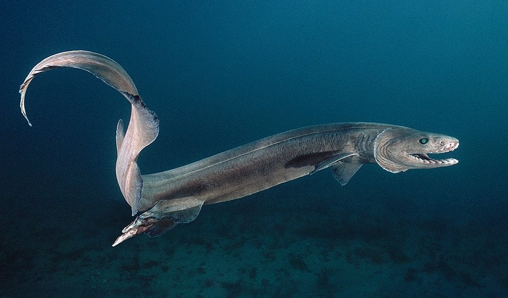 Frilled Shark – Strange Sea Dwellers